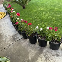 Geraniums Zona 5 Gallon 13$ Each
