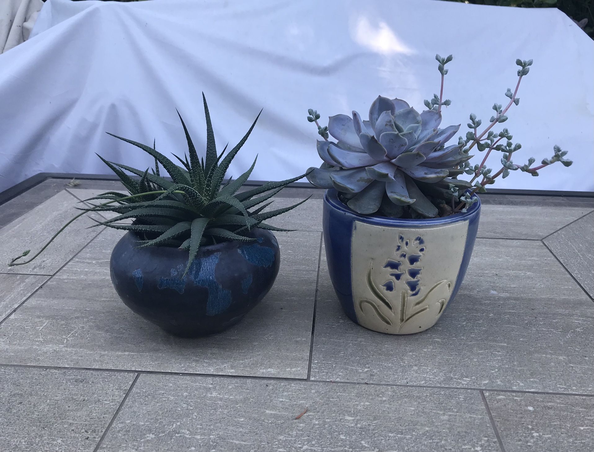 Succulents in 2 pretty ceramic pots