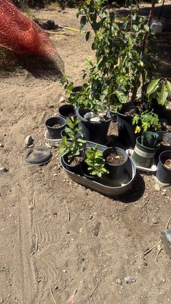 White guava trees