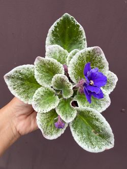 4” Variegated African Violet