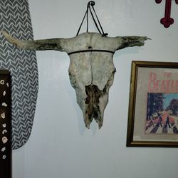 Bull Skull 