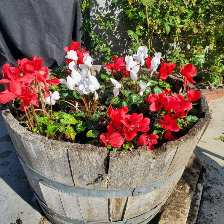 Cyclamen Plants