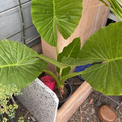 Plants
