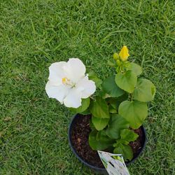 Hibiscus 🌺🌺 Plant 