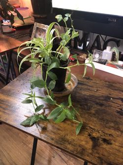 Small Spider And Wondering Jew Plants 🪴 