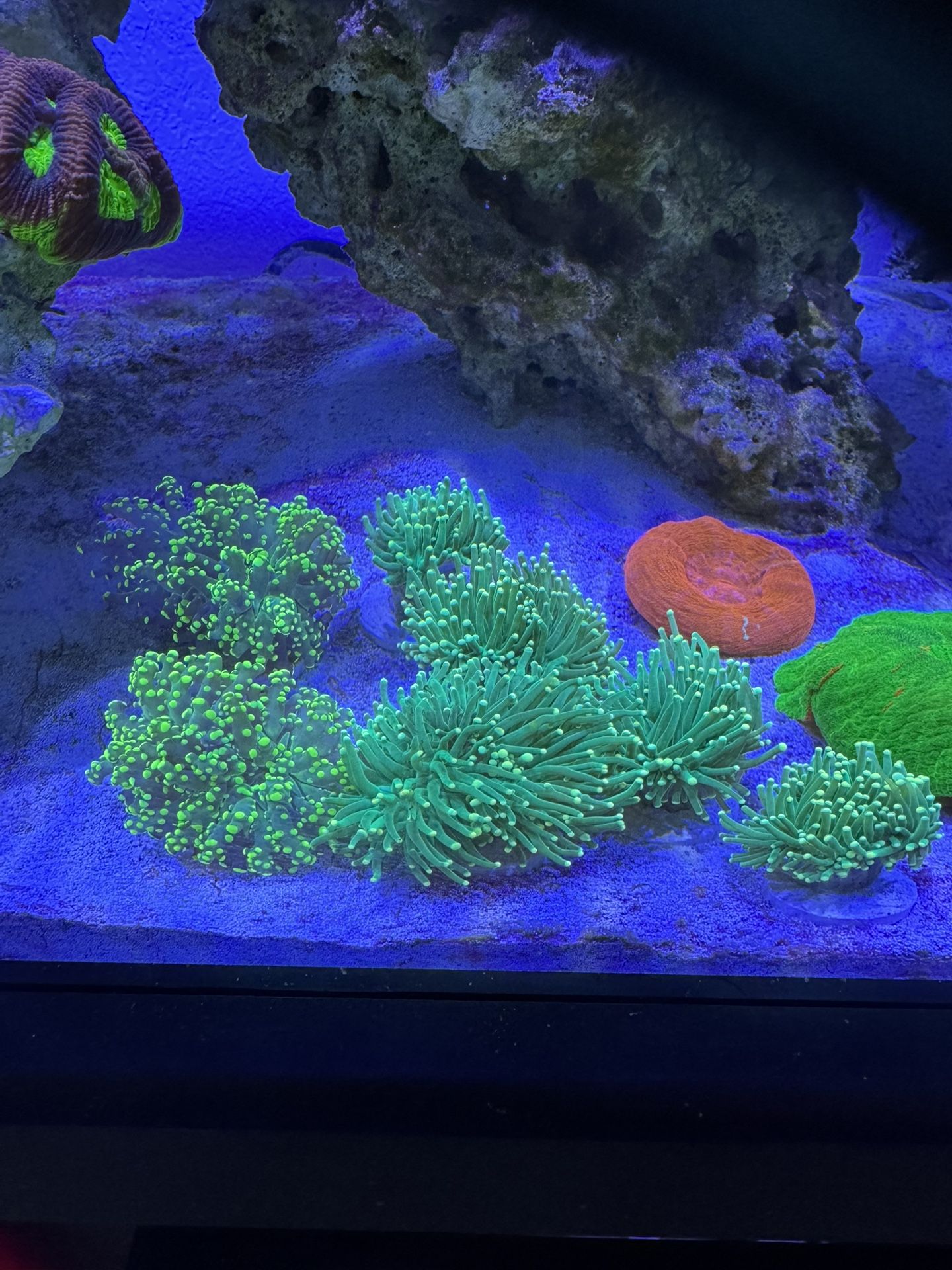 Fake Frogspawn And Hulk Torch Coral