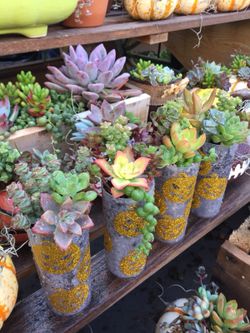 Succulents arrangement