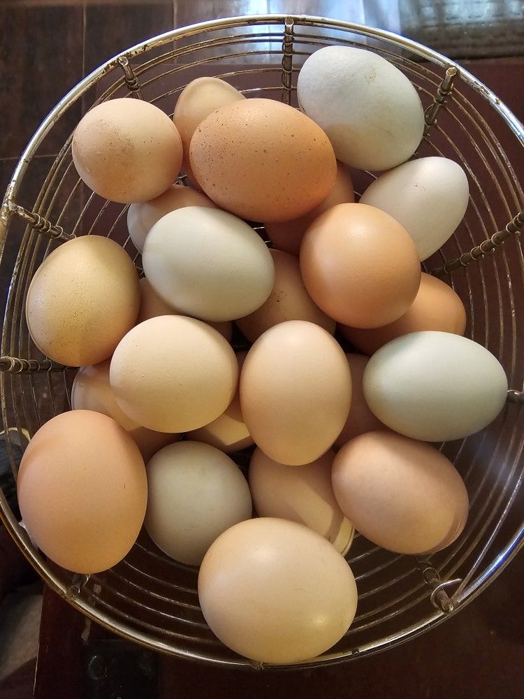 Silkie Eggs / Eggs Mix