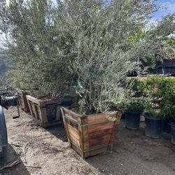 Olive Tree 36in 24in 15g