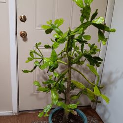 Planta De Nopal Pequeno 