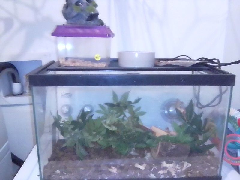Reptile Tank