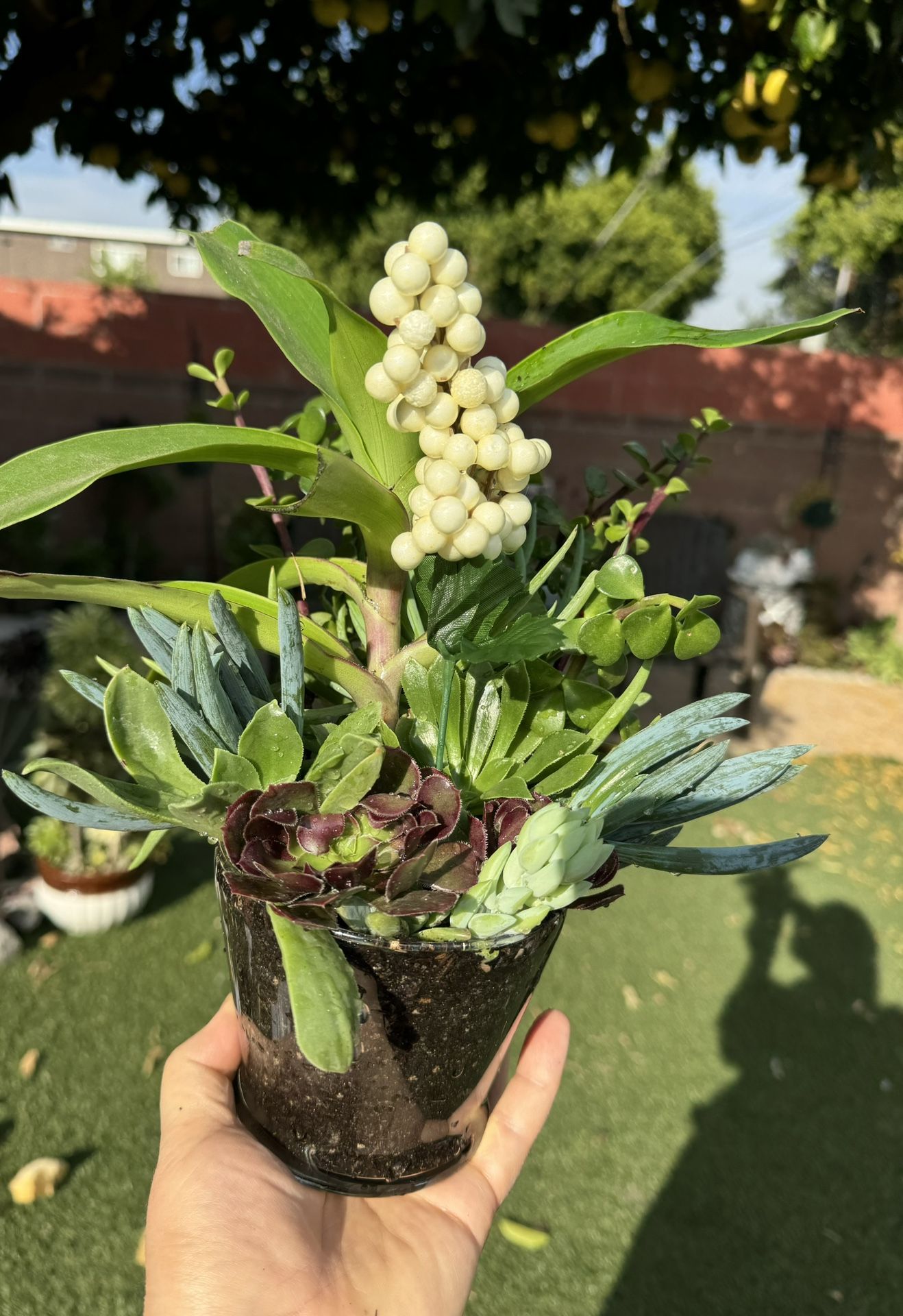 Beautiful Succulent In Glass Pot 