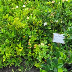 Gardenia 