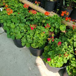 Geranios Geraniums 3gallon 