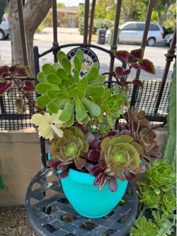 Very Beautiful Succulent plants in a big pot