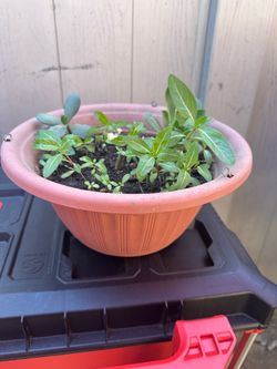 Pot with plants
