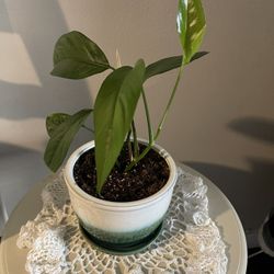 Baltic blue w/ceramic pot 