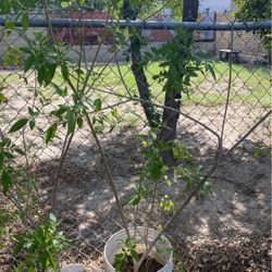 Esperazas Planta Grande $15.00 Cada Una 