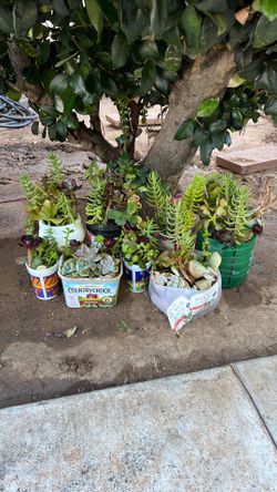 Suculentas