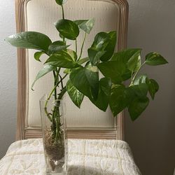 Rooted  Pothos Plant