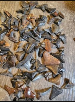 SHARK TEETH