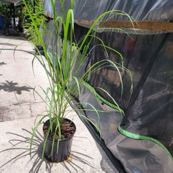Lemon Grass Plant 