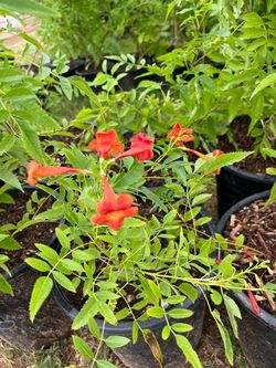 Orange Firebells