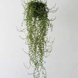 String Of Dolphins Plant Succulent 3.5 feet