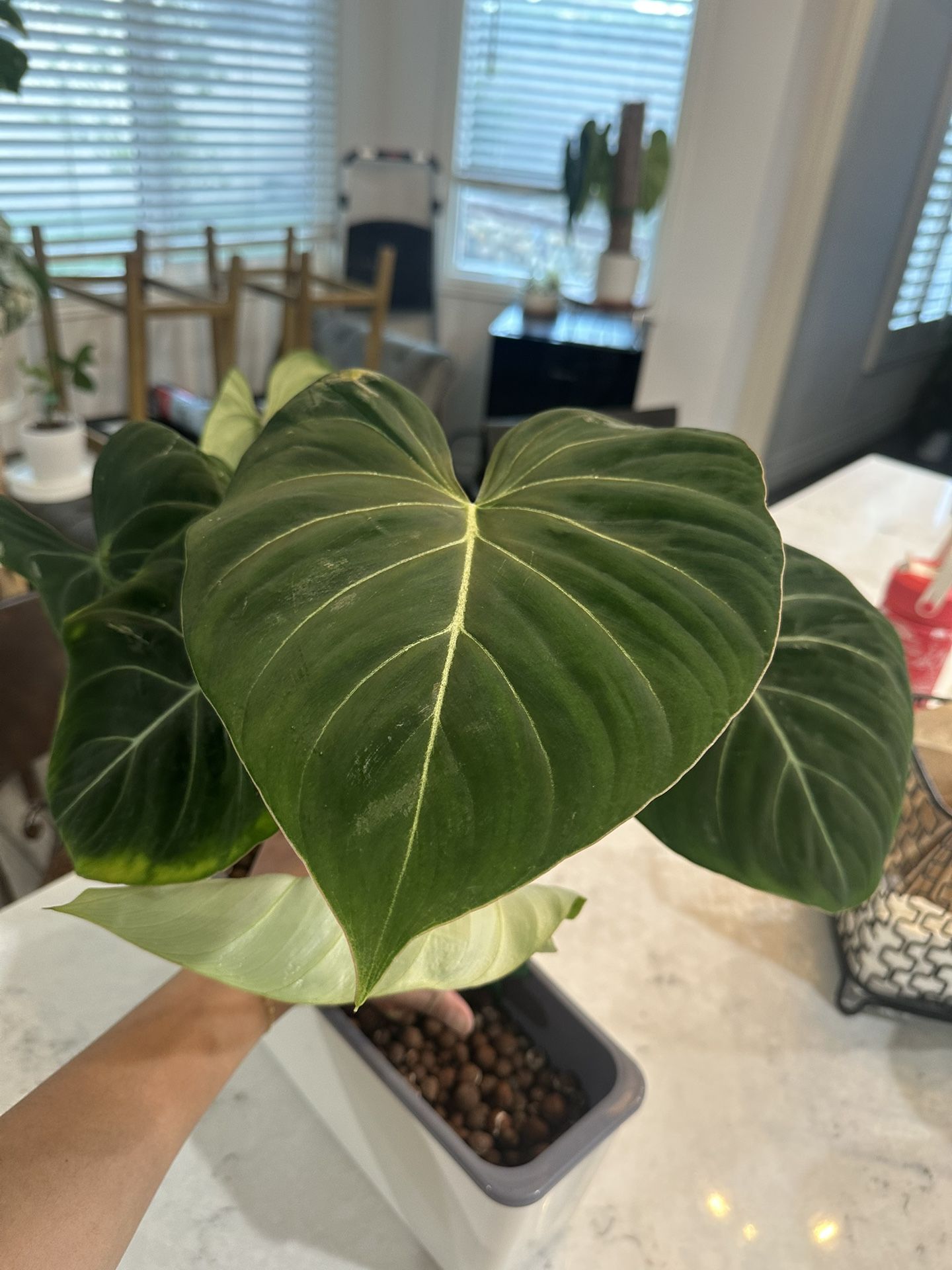 Large Philodendron Gloriosum Plant