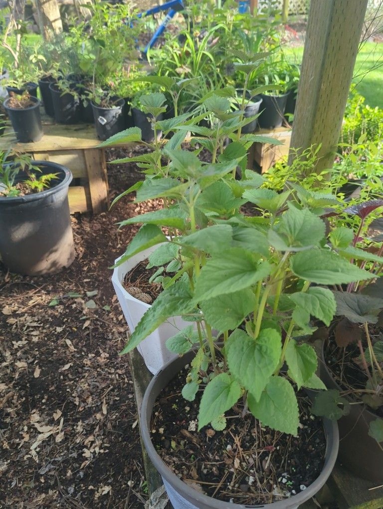 Hyssop Plants
