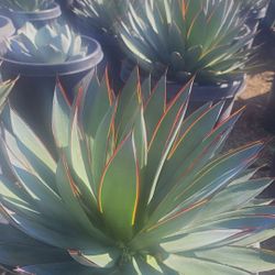 Blue Glow AGAVE 