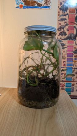 Self Contained Terrarium Pothos Ecosystem in a Jar