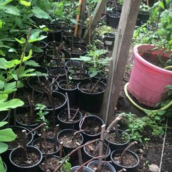 Mission Fig Trees For Sale! 