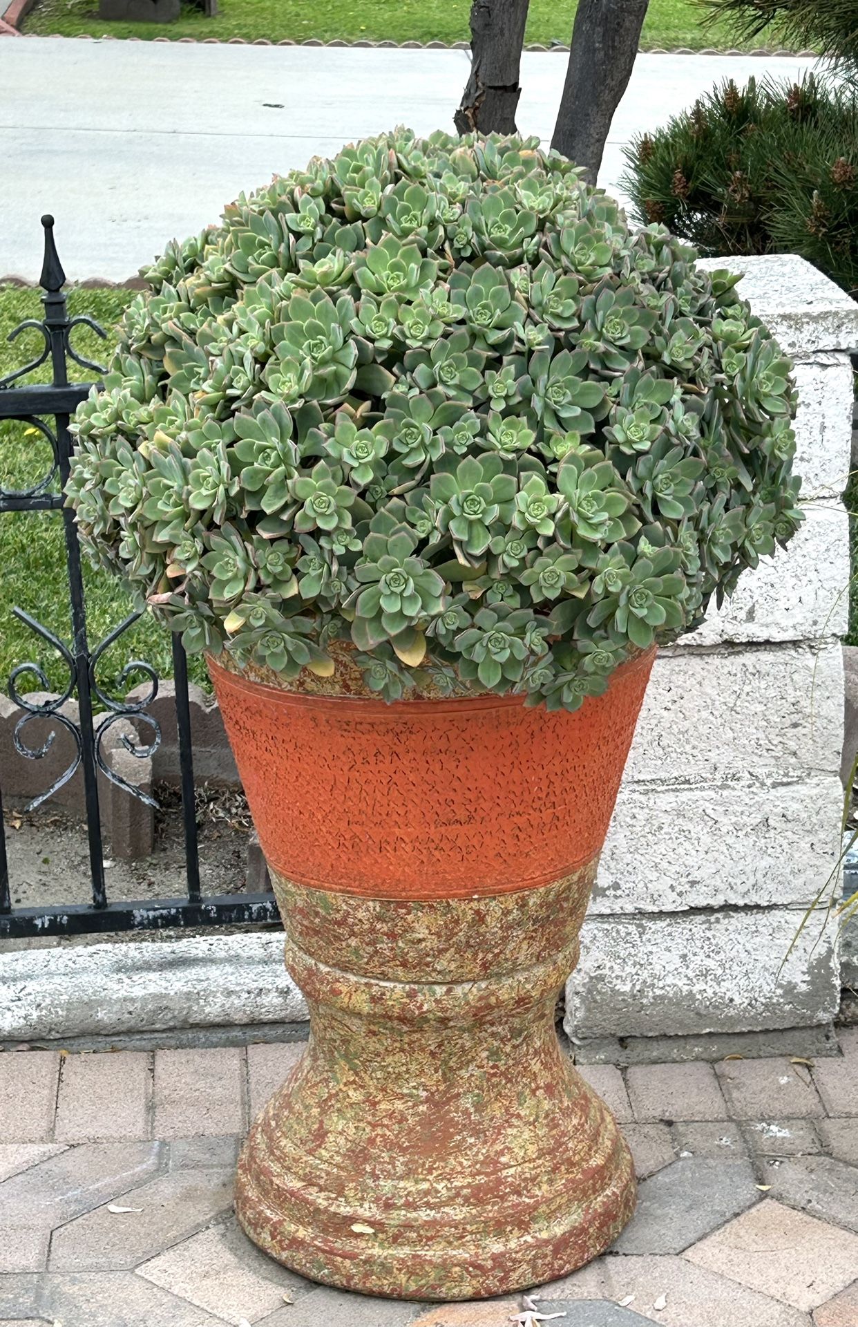 Bonsai Jade Cactus In Large Clay Pot For Outdoor Decoration 