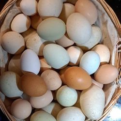 ⭐️ FARM FRESH  ⭐️ 🥚
