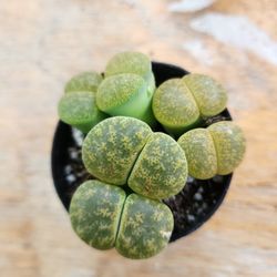 PLANT SALE ALL THIS WEEK IN SAN LORENZO SKYLINE SUCCULENTS 