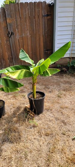 Potted Banana Tree Plant
