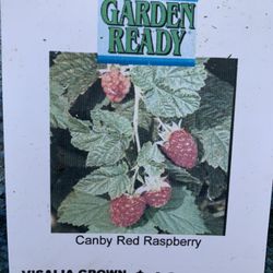 Canby Red Raspberry Plants 