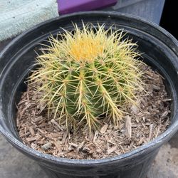 Golden Barrel Cactus