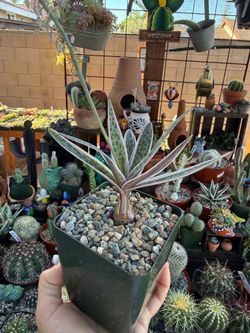 Variegated Leopard Lily 4”