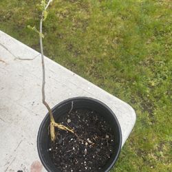 3 Year Old Wisteria vine Plant 