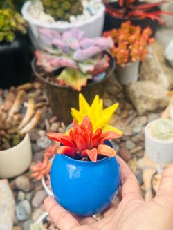 Red Haworthia Succulent in Blue Pot