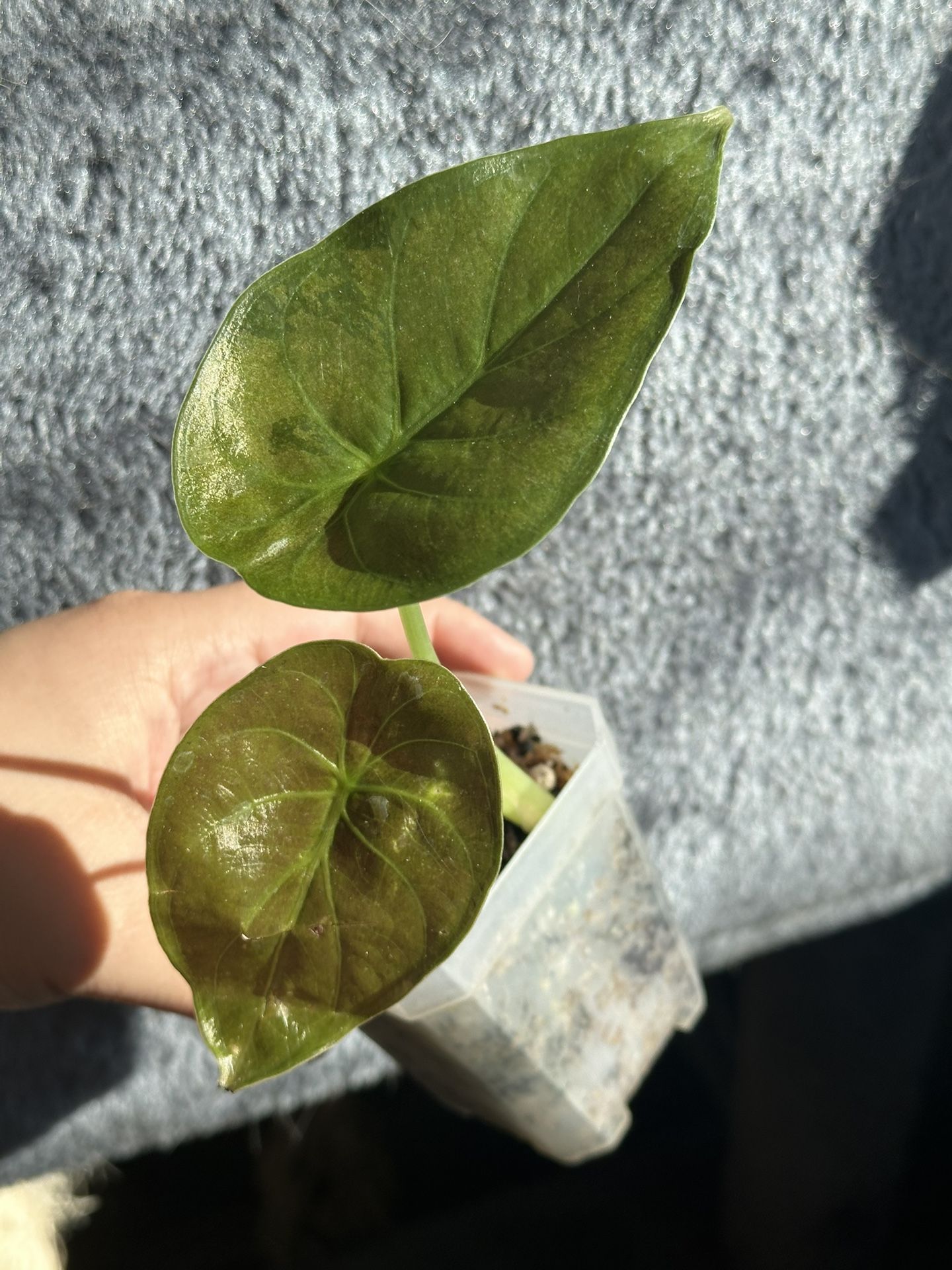 Alocasia Wentii Variegated