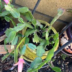 White Christmas Cactus Blooming Soon 1 Year In Same Ceramic Green Pot