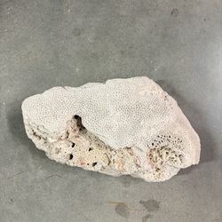 Coral Fossil Authentic Coastal Decor