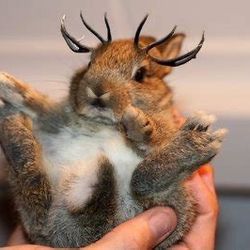 Fear the Jackalope. Love the https://offerup.co/faYXKzQFnY?$deeplink_path=/redirect/ Shipping.