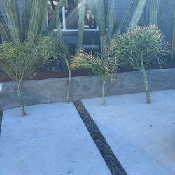 Firestick Trees Fire Stick Trees 