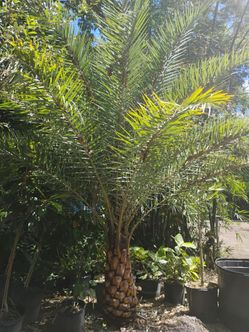 Sylvester Palm 🌴 3ft trunk $600