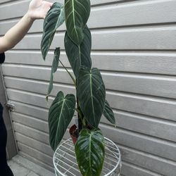 6” Tall Philodendron Melano