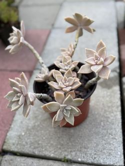 Succulent Plant 6” Pot 
